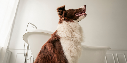 border collie dog in bathroom looking up at owner with clawfoot tub and wainscoting