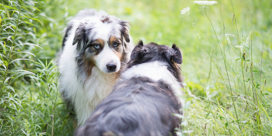 two australian shepherd dogs meeting for the first time in green grass australian shepherds purebred smelling each other blue merle