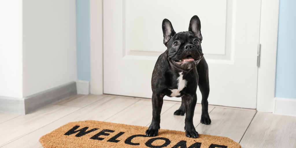 French bulldog dog puppy welcome mat door barking bark at door training
