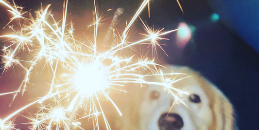 golden retriever dog fireworks sparkler sparklers july fourth independence day