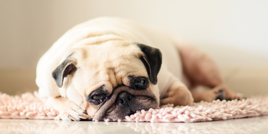 Pug lying on ground bath mat sad dog hurt feelings