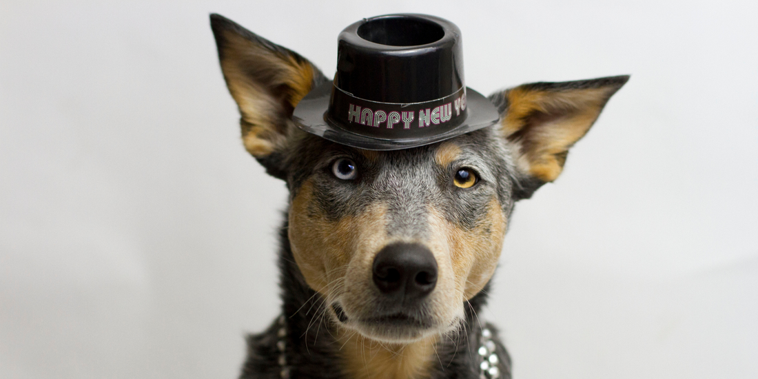 australian cattle dog heeler new year new years eve celebration pet safety guide tips