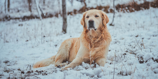 golden retriever dog lying ground winter snow forest nature cold
