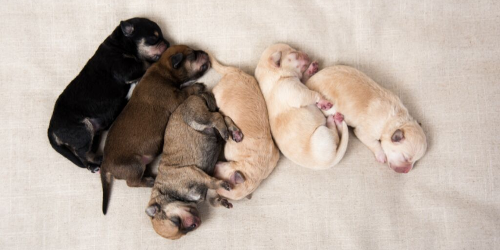 puppy litter puppies black brown beige blonde newborn dogs sleeping
