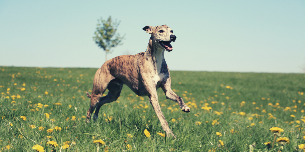 greyhound dog running field 