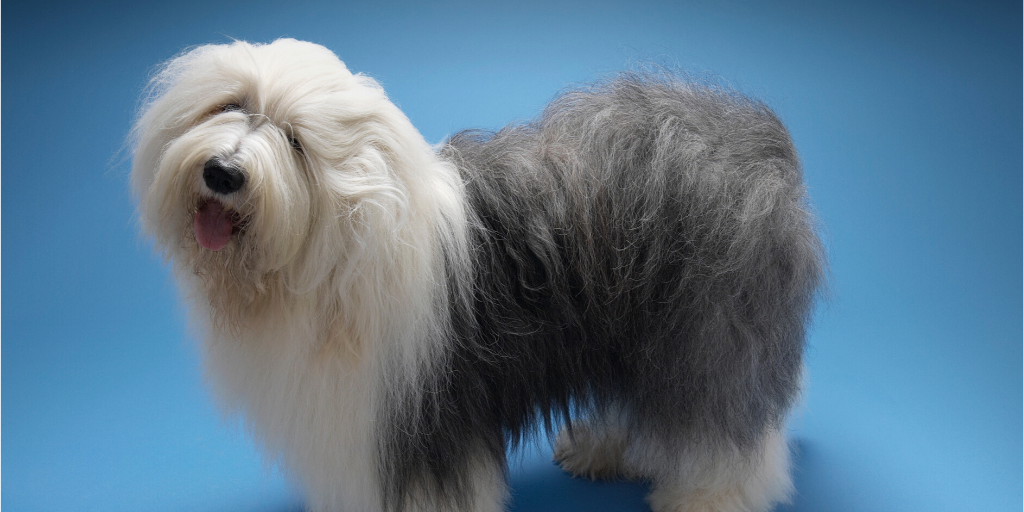 old english sheepdog fluffy poofy fuzzy hairy furry dog breeds