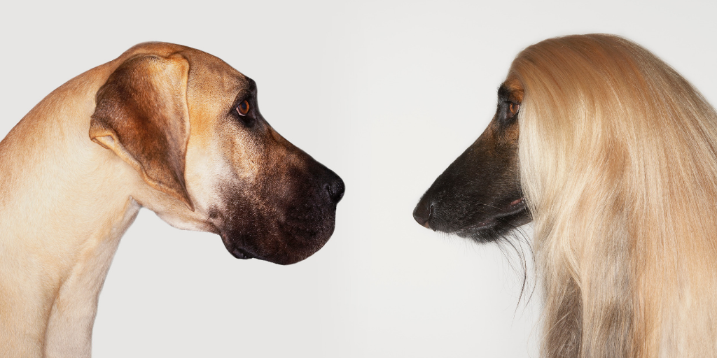 great dane dog afghan hound dog looking staring at each other