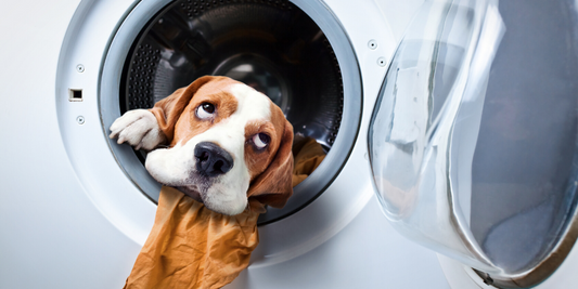 beagle dog spring cleaning tips clean wash laundry 