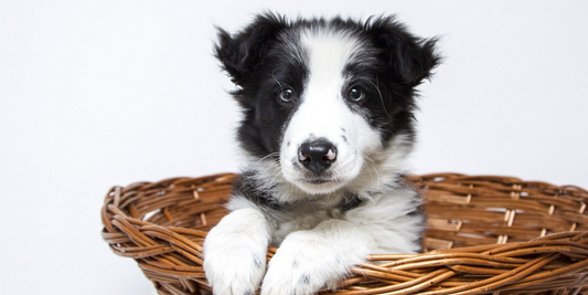 Border Collie puppy in basket