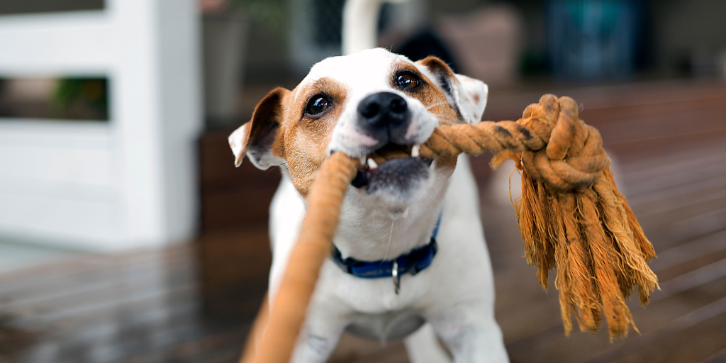 dog jack russell terrier playing tug of war rope toy