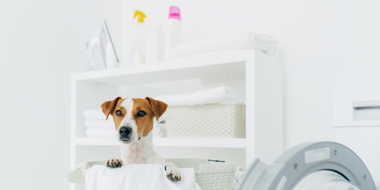 toxic cleaner ingredients dog dogs cleaning