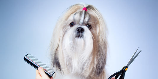 shih tzu dog groom grooming groomer comb brush scissors
