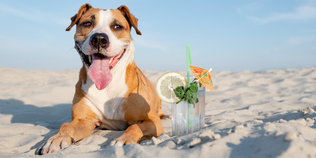 dog hot sand panting summer ice cube 