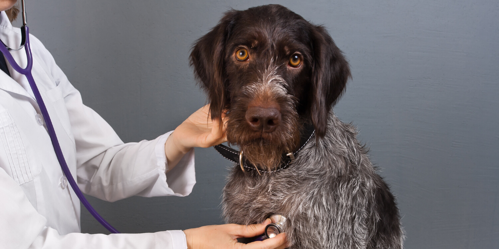german wirehaired pointer dog vet veterinary medicine stethoscope coronavirus covid-19 sars-cov-2