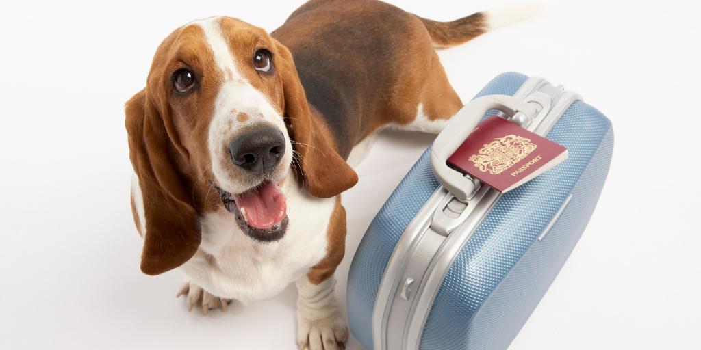 basset hound dog happy smiling tongue out suitcase passport