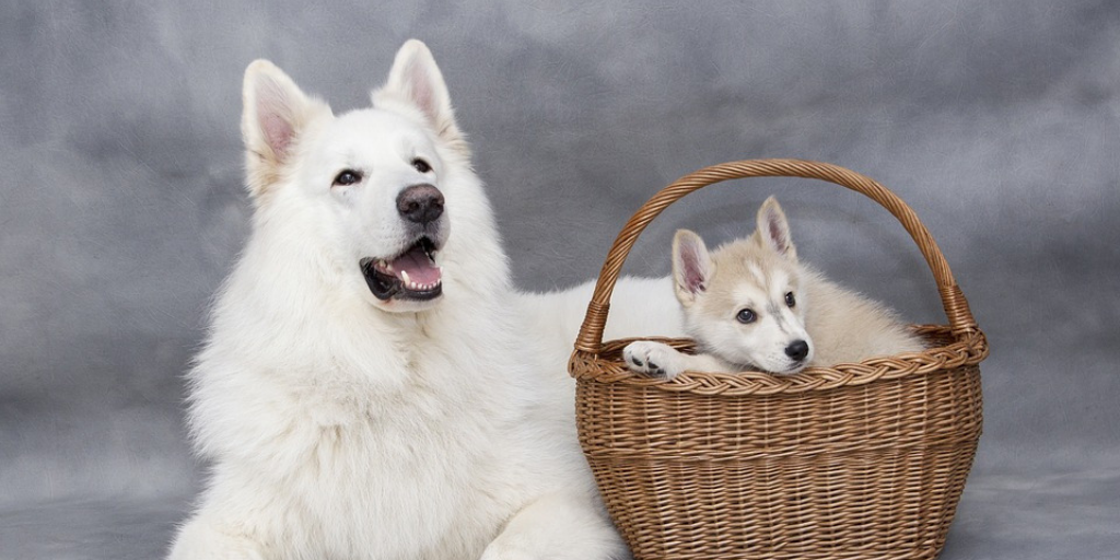 white swiss shepherd berger blanc suisse adult dog with siberian husky puppy in basket
