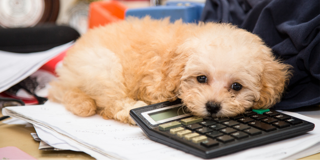 poodle doodle dog fluffy puppy lying on desk calculator