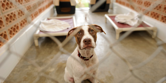 animal shelter dog rescue how to help coronavirus pandemic COVID-19