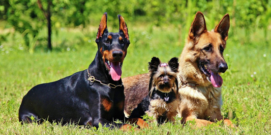 Doberman Pinscher, Yorkshire Terrier and German Shepherd lying down in grass