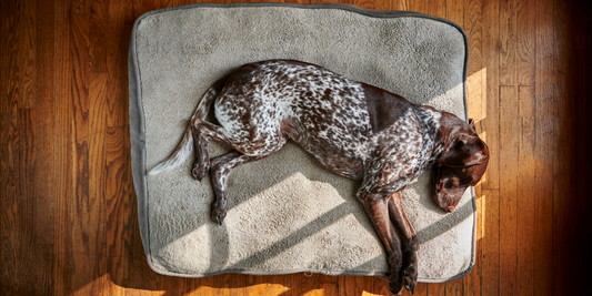 german shorthaired pointer dog bed sleeping dirty clean wash bedding
