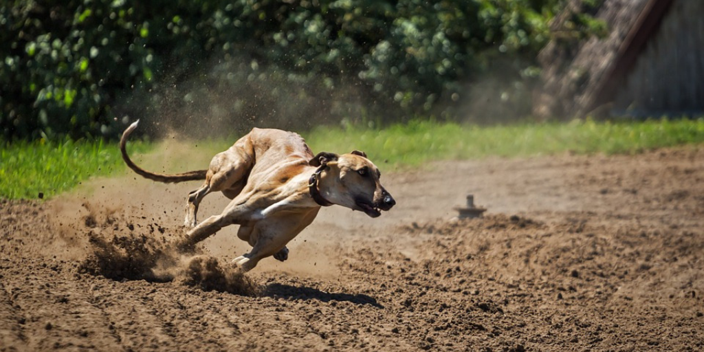Greyhound racing around outside