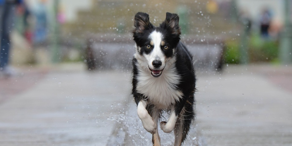 Border Collie running in city fountain