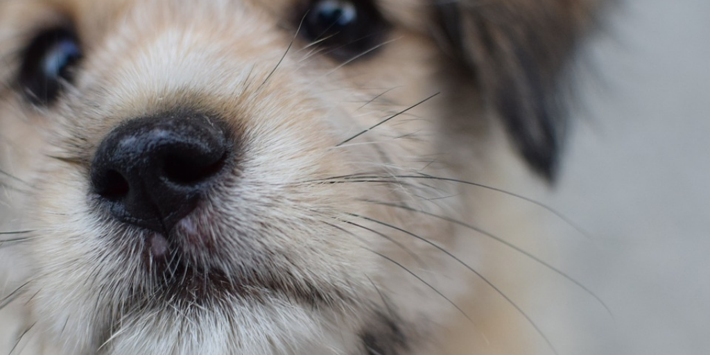 Close-up of dog nose, mouth and whiskers