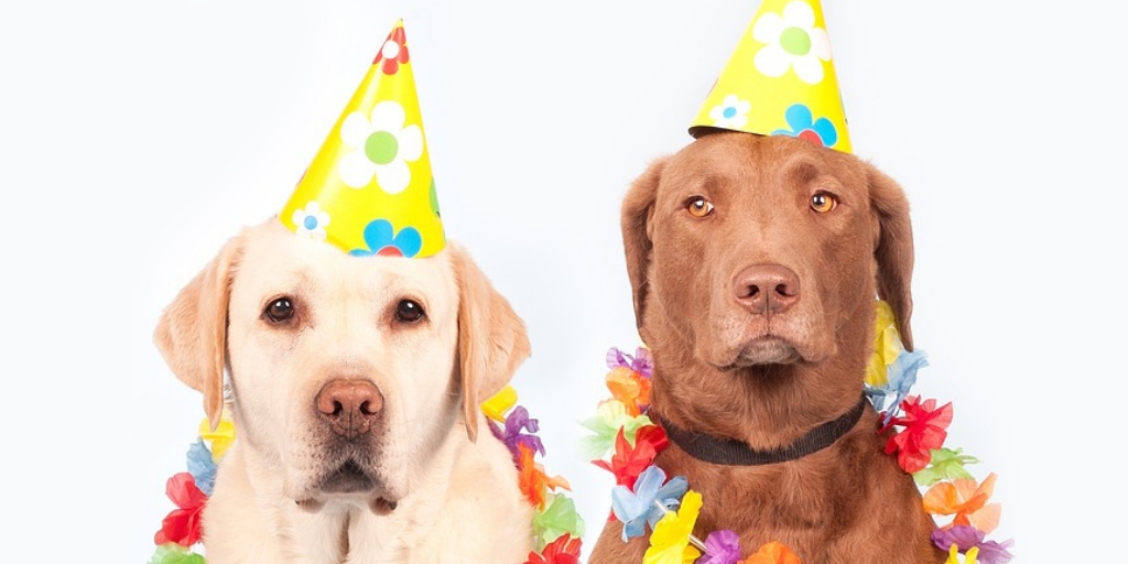 Retriever dogs wearing birthday party hats