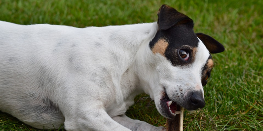 Jack russell terrier dog chewing bone giving side eye