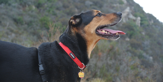 Happy black and tan coonhound dog mixed breed on hike, smiling with tongue out