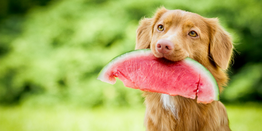 nova scotia duck tolling retriever dog holding watermelon fruit in mouth outside grass greenery