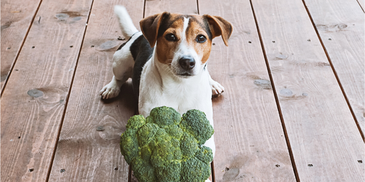 jack russell terrier dog broccoli year round vegetables veggies safe toxic