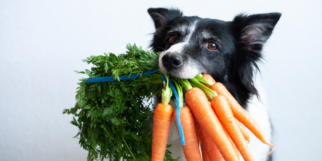 dog carrots spring vegetables safe to eat