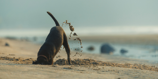 dog dig digging bury bones other things beach sand dirt