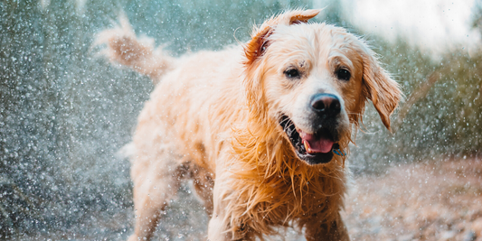 Why Do Wet Dogs Smell?