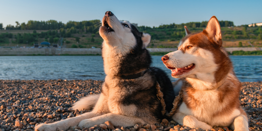husky dogs lying on ground howling happy smiling lake river outdoors