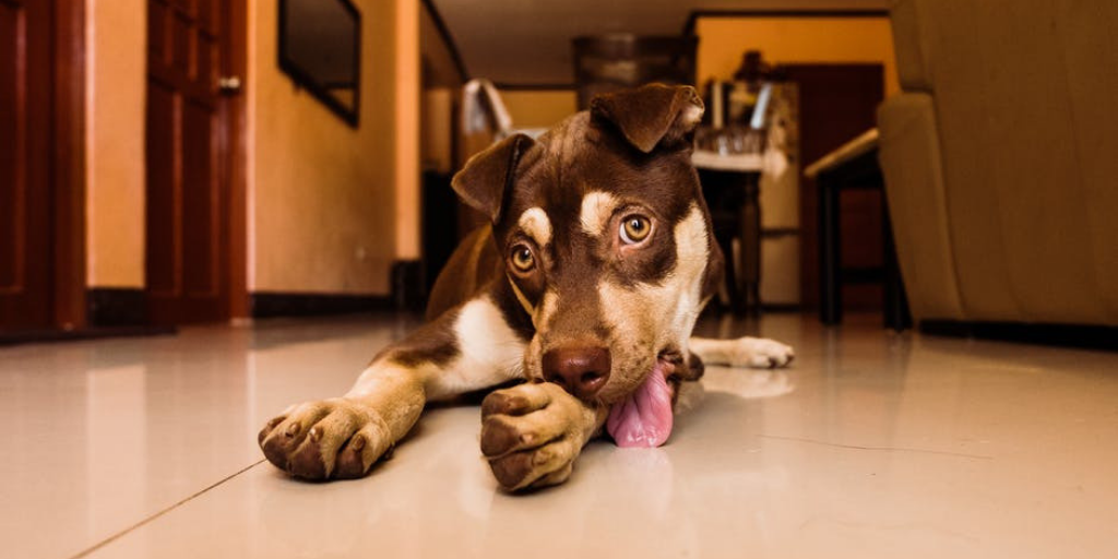 Puppy dog lying on floor licking feet and leg