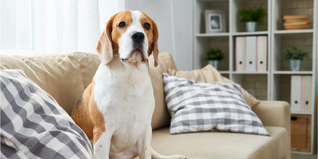 beagle hound dog sitting couch steal spot dominance