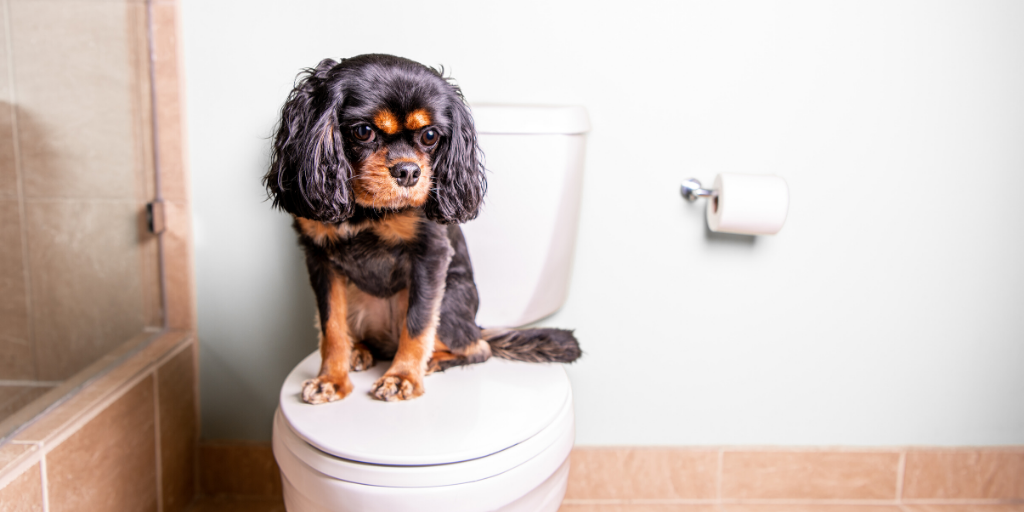 cavalier king charles spaniel dog puppy potty train house training house breaking pee urine accidents bathroom