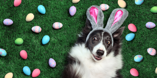 easter pet safety border collie dog bunny ears easter eggs egg hunt