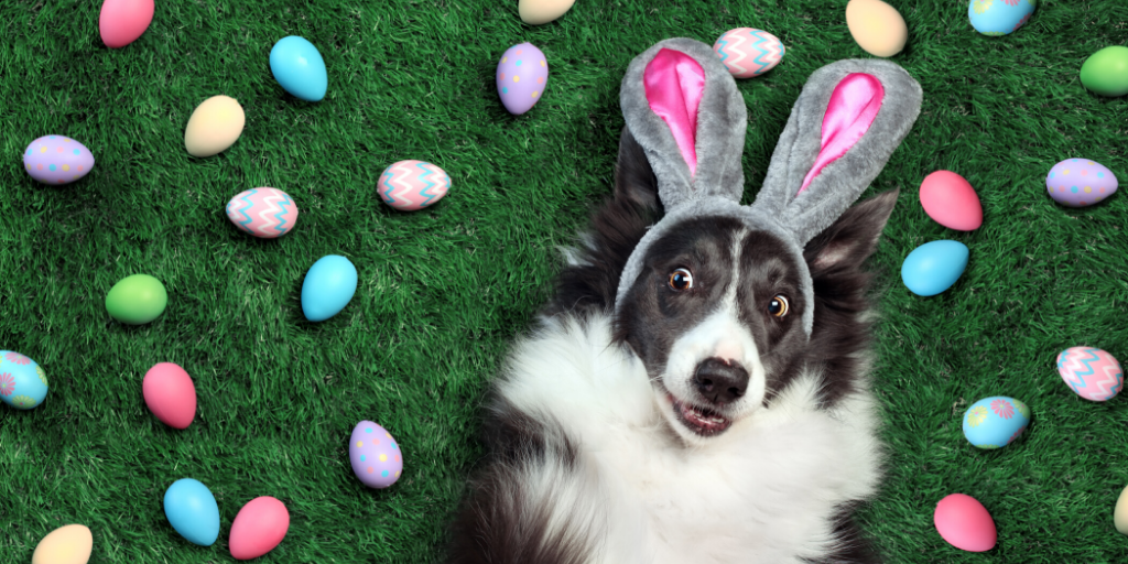 easter pet safety border collie dog bunny ears easter eggs egg hunt