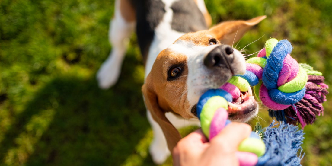 dog beagle pulls toys plays tug of war game with human and rope toy dog toys for tug of war tug toys for dogs
