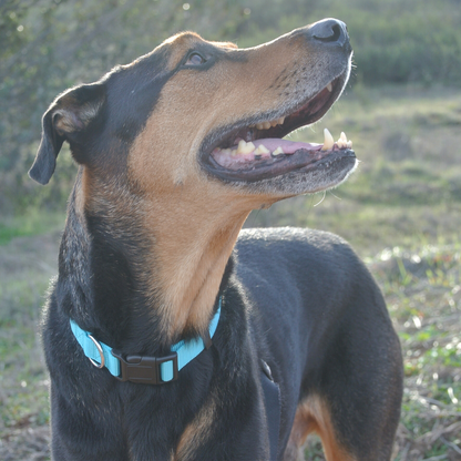 Turquoise Dog Collar