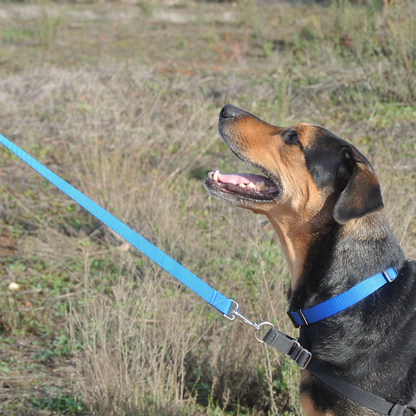 Blue Dog Leash