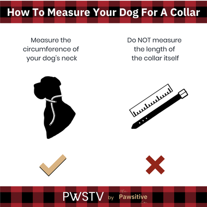 Purple Dog Collar