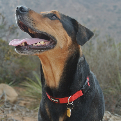 Red Dog Collar