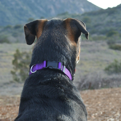 Purple Dog Collar