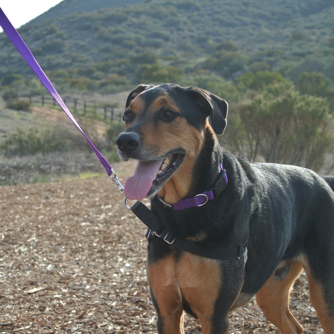 Purple Dog Leash