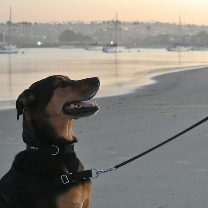 Black Dog Collar