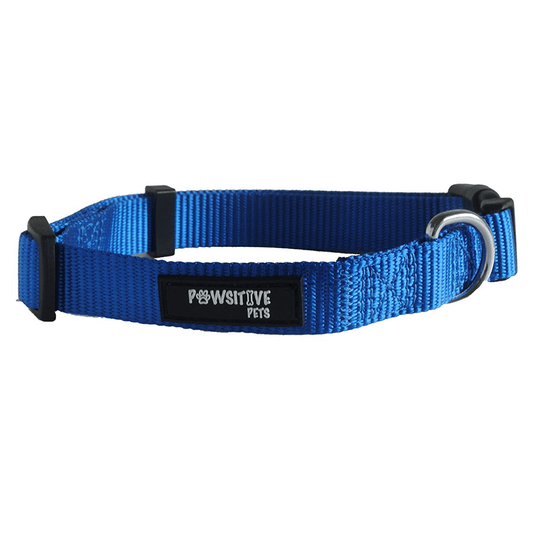 Blue Dog Collar Main Image